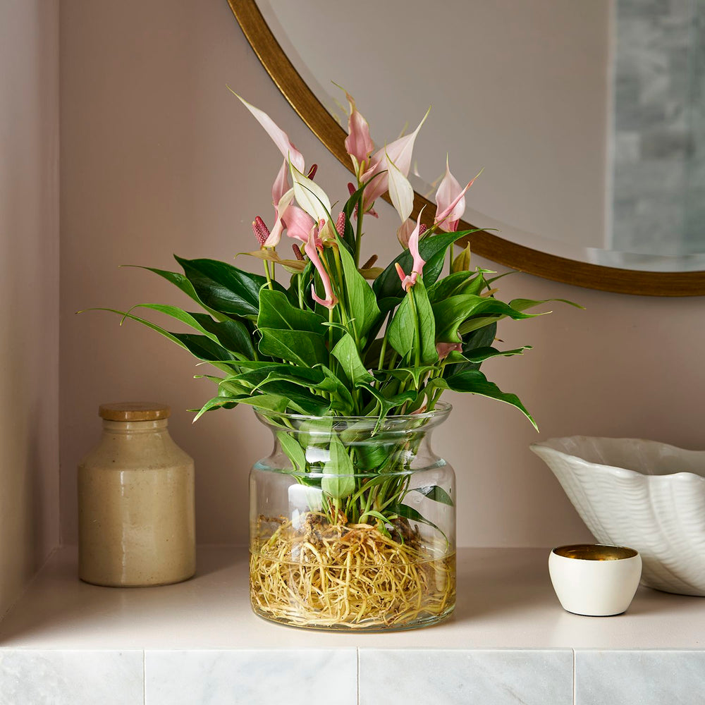 Lush tropical plants and greenery