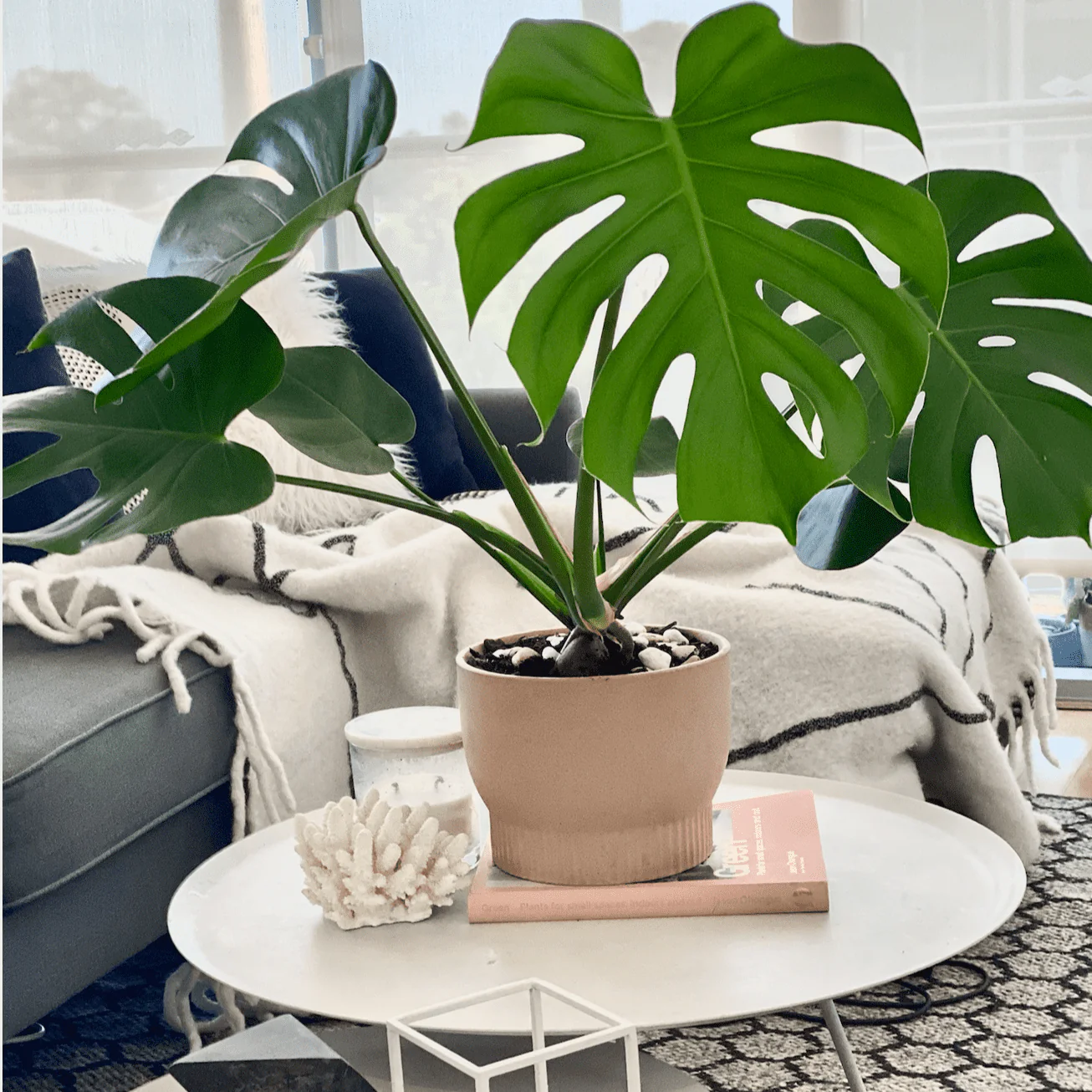 Beautiful Monstera deliciosa plant in modern setting