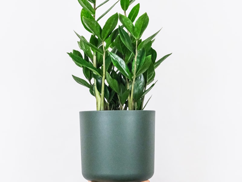 Healthy thriving monstera plant