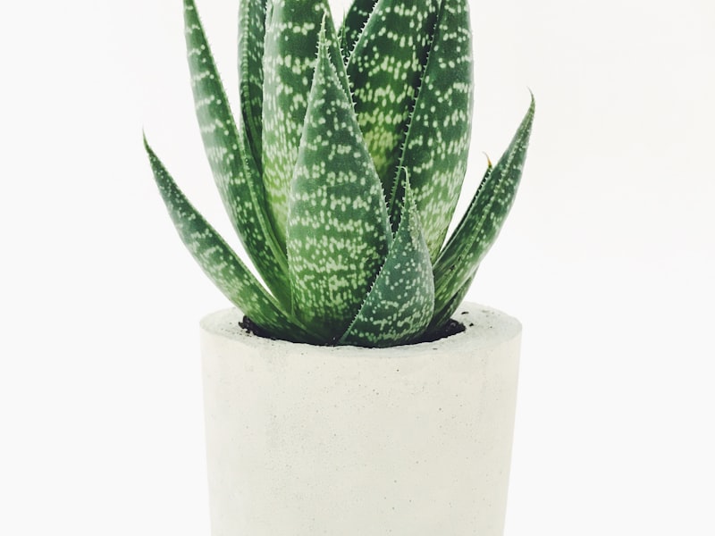 Healthy succulent collection