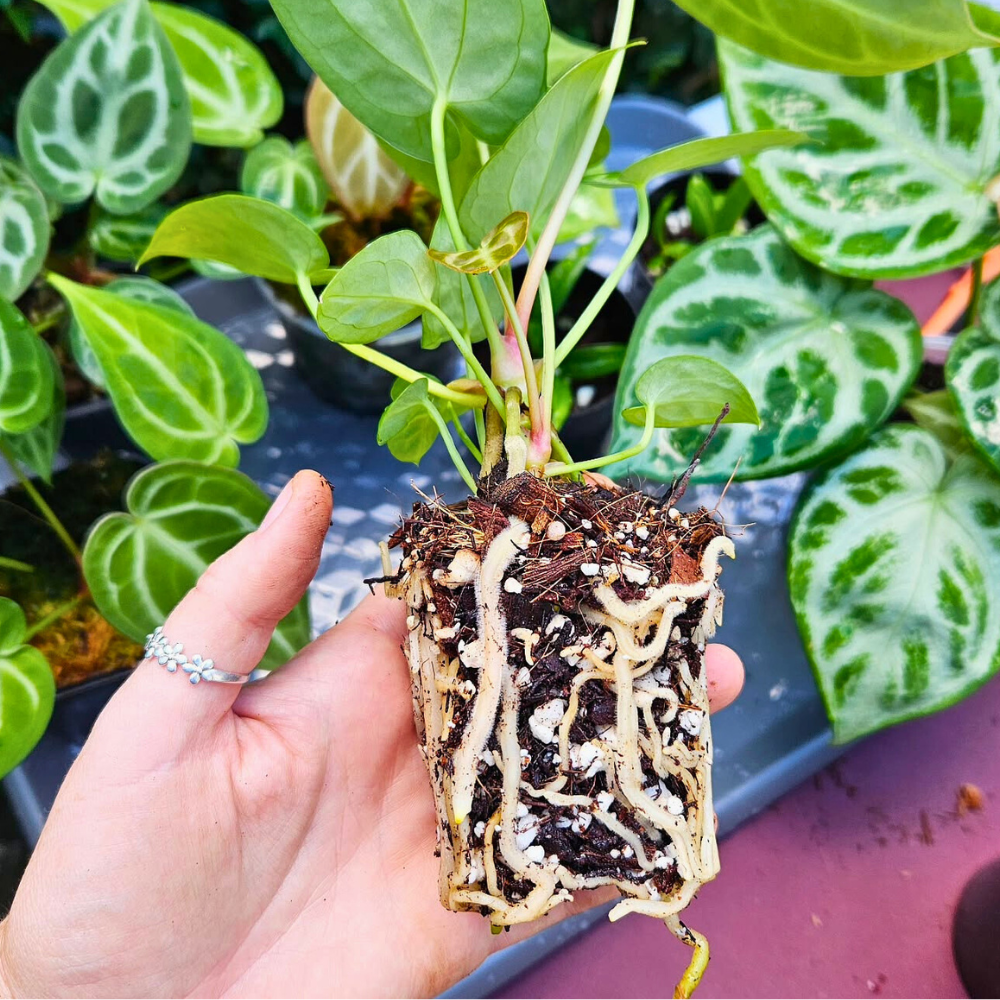 Aroid Mix soil blend product